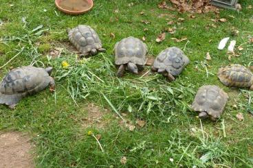 Tortoises kaufen und verkaufen Photo: Biete Breitrandschildkröte/Testudo marginata