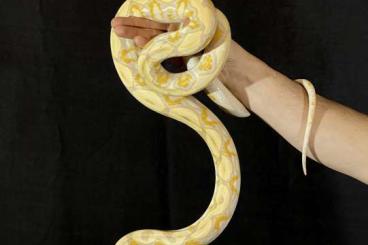 Pythons kaufen und verkaufen Photo: Malayopython reticulatus(Dwarf) 