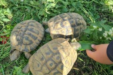 Landschildkröten kaufen und verkaufen Foto: NZ griechische Landschildkröten 
