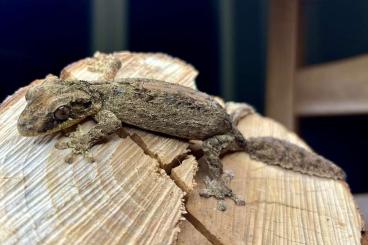 Echsen  kaufen und verkaufen Foto: uroplatus alluaudi adult 1.1  03/23