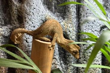 Echsen  kaufen und verkaufen Foto: Uroplatus guentheri 1.1  07/23 