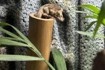 Echsen  kaufen und verkaufen Foto: Uroplatus guentheri 1.1  uroplatus  alluaudi 1.1