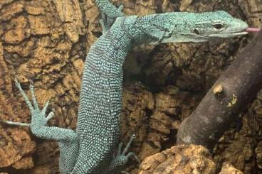 Monitor lizards kaufen und verkaufen Photo: gebe ab: Varanus prasinus, adultes Weibchen