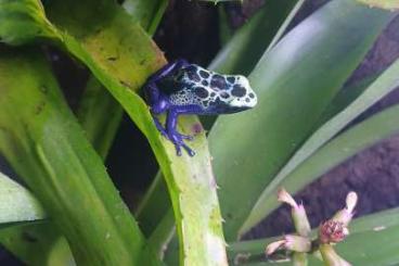 Poison dart frogs kaufen und verkaufen Photo: Dendrobates tinctorius sipaliwini 