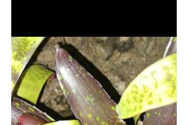 Poison dart frogs kaufen und verkaufen Photo: Oophaga pumilio bribri Erdbeerfröschlein