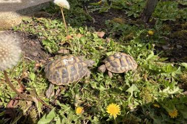 Tortoises kaufen und verkaufen Photo: Testudo Hermanni Griechische Landschildkröten NZ 2019/2020