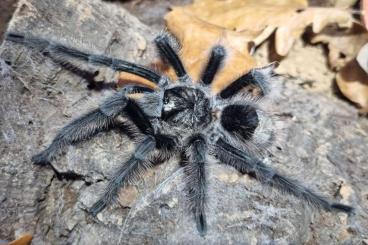 - bird spiders kaufen und verkaufen Photo: verschiedene Vogelspinnen für Hamm