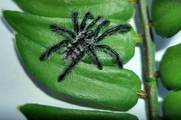 - bird spiders kaufen und verkaufen Photo: Avicularia purpurea 1.FH - bird spiders kaufen und verkaufen Photo: Avicularia purpurea 1.FH