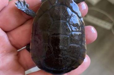 Schildkröten  kaufen und verkaufen Foto: Chelodina mccordi abzugeben