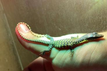 Warane kaufen und verkaufen Foto: Varanus, phelsuma, Geckos -  Prague, Hamm, Houten, Verona