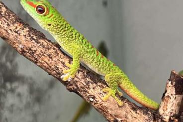 Echsen kaufen und verkaufen Foto: reptiles for sale Houten Echsen kaufen und verkaufen Foto: reptiles for sale Houten
