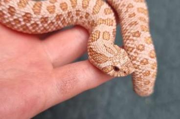 Snakes kaufen und verkaufen Photo: Hakennasennattern Leucyst und Arctic Toffee