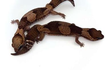 Geckos kaufen und verkaufen Foto: Aft geckos for Hamm, adult females