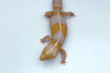 Geckos kaufen und verkaufen Foto: Aft geckos, morphs, Hemitheconyx caudicinctus