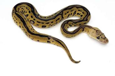 Königspythons kaufen und verkaufen Foto: Python regius nz2024 / ball python batman