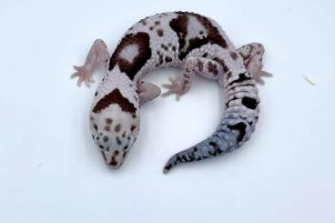 Geckos kaufen und verkaufen Photo: Hemitheconyx caudicinctus (AFT Gecko)