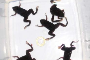 frogs kaufen und verkaufen Photo: Pipa carvalhoi CB2022 juveniles 