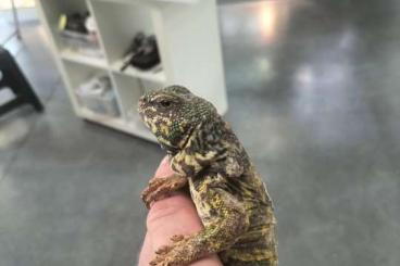 Lizards kaufen und verkaufen Photo: Uromastyx Ornata 1.0 2019