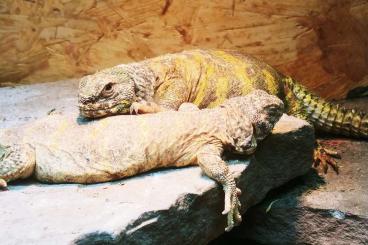 Agama kaufen und verkaufen Photo: Diverse uromastyx voor Houten 16/2/25