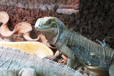 Lizards kaufen und verkaufen Photo: Cyclura Cornuta CB23 with CITES and chip