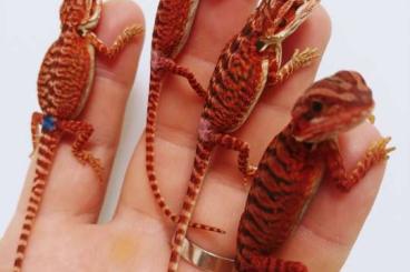 Lizards kaufen und verkaufen Photo: Cyclura Cornuta 0.0.1 CB23, RM pogina vitticeps CB25 Lizards kaufen und verkaufen Photo: Cyclura Cornuta 0.0.1 CB23, RM pogina vitticeps CB25