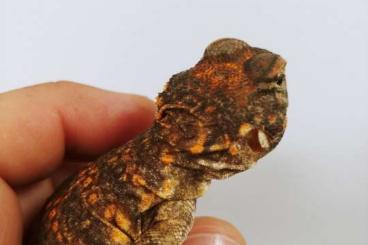 Lizards kaufen und verkaufen Photo: Uromastyx Geyri red and yellow cb24 Lizards kaufen und verkaufen Photo: Uromastyx Geyri red and yellow cb24