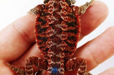 Lizards kaufen und verkaufen Photo: Pogona vitticeps RED MONSTER 50% Lizards kaufen und verkaufen Photo: Pogona vitticeps RED MONSTER 50%