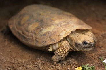 Schildkröten kaufen und verkaufen Foto: Zoek naar Malacochersus tornieri Schildkröten kaufen und verkaufen Foto: Zoek naar Malacochersus tornieri