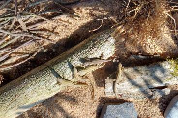 andere Echsen kaufen und verkaufen Foto: Lacerta agilis NZ 2024 Freilandhaltung mit Herkunftsnachweis