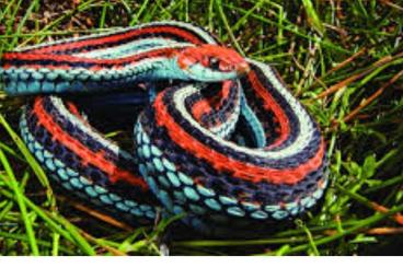 Snakes kaufen und verkaufen Photo: Thamnophis tetratania male adult 