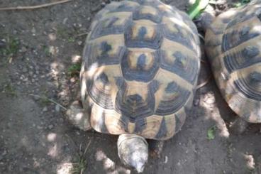 Landschildkröten kaufen und verkaufen Foto: Griechische Landschildkröte 