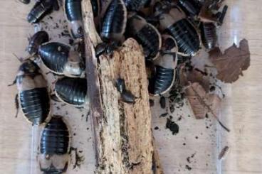 Insects kaufen und verkaufen Photo: Lucihormetica subcincta Haltungsaufgabe 