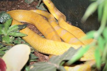 Nattern ungiftige  kaufen und verkaufen Foto: 1.0 Elaphe schrenki Armurnatter Albino  ca. 2,20 cm