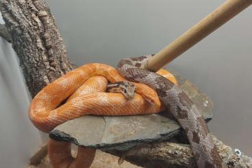 Colubrids kaufen und verkaufen Photo: Kornnattern abzugeben wegen Zeitmangel