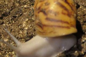 Schnecken kaufen und verkaufen Foto: Archachatina marginata ovum