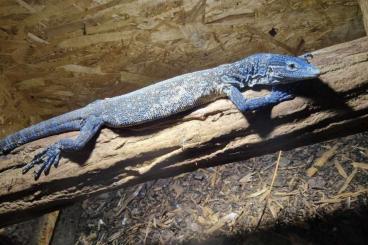Monitor lizards kaufen und verkaufen Photo: Varanus macraei und beccari