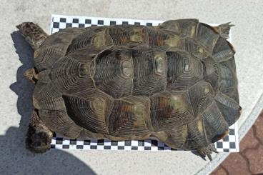 Tortoises kaufen und verkaufen Photo: Testudo marginata abzugeben