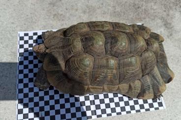 Landschildkröten kaufen und verkaufen Foto: 2 Breitrandschildkröten abzugeben