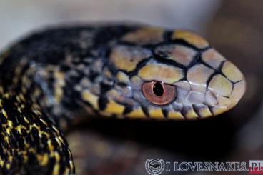 Snakes kaufen und verkaufen Photo: Elaphe carinata CB22 for Hamm (+ animal transport)