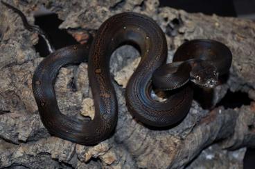 Schlangen kaufen und verkaufen Foto: Malayopython reticulatus 62.5% superdwarf, 12.5% dwarf Goldenchild