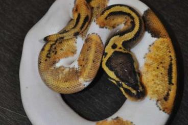 Schlangen kaufen und verkaufen Foto: Piebald Python regius wholesale for Hamm