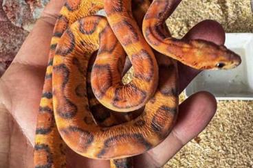 Snakes kaufen und verkaufen Photo: 1.1, CB2023 Scaleless corns for march Hamm