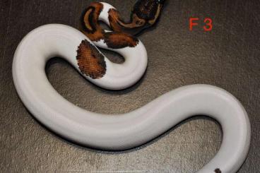 Schlangen kaufen und verkaufen Foto: Piebald 50% poss get ghost CB24 for Hamm