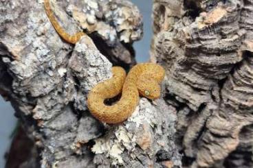 Venomous snakes kaufen und verkaufen Photo: Perfect squamigera babies!