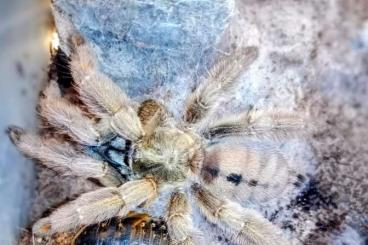 - bird spiders kaufen und verkaufen Photo: Verkaufe oder tausche psalmopoeus cambridgei