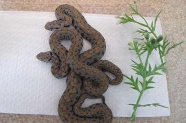 Venomous snakes kaufen und verkaufen Photo: Montivipera nk 21 raddei wagneri 