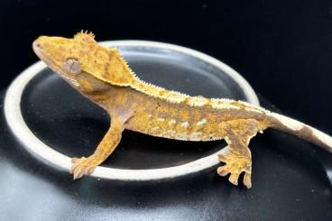 Geckos kaufen und verkaufen Photo: Correlophus ciliatus / crested gecko / Kronengecko