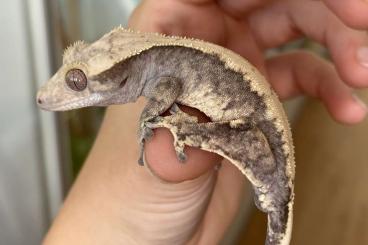 Geckos kaufen und verkaufen Photo: Correlophus ciliatus / crested gecko / Kronengecko