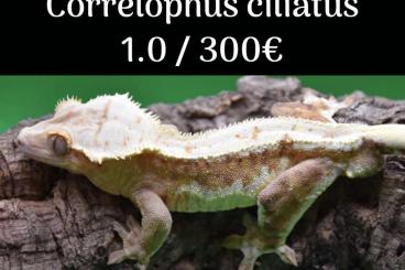 Geckos kaufen und verkaufen Foto: Correlophus ciliatus / crested geckos / Kronengeckod