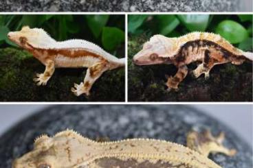 Geckos kaufen und verkaufen Photo: Crested geckos / Kronengeckos